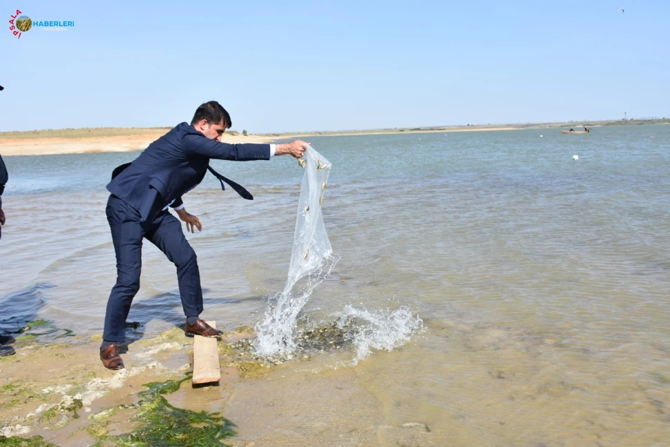 Karpuzlu Barajına 200 Bin Sazan Yavrusu Bırakıldı