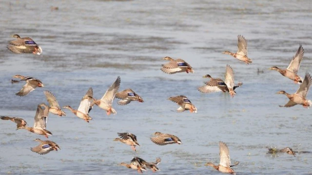 Gala Gölünde 44 Bin Kuş Yaşıyor