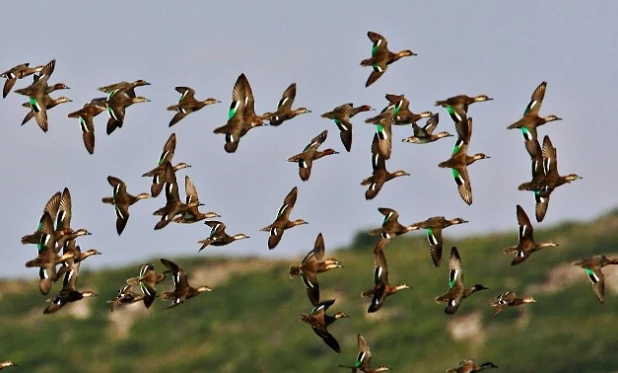 İzinsiz avlanan 5 yaban ördeğine 3 bin 500 TL ceza kesildi