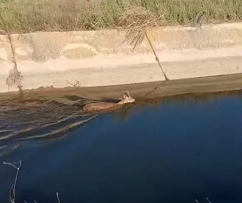 Kanaldan Kurtarılan Karaca Doğaya Salındı.