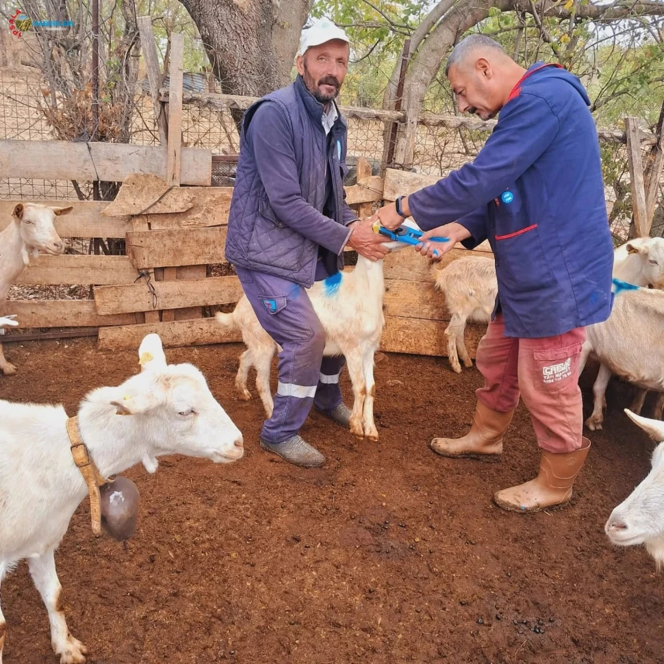İpsala’da 36.626 Küçükbaş Hayvana Çiçek Aşısı Yapıldı.
