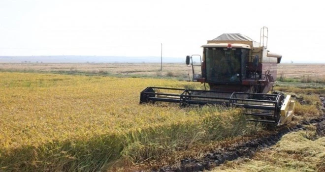 İpsala Ovası Çeltik Hasadına Hazırlanıyor.