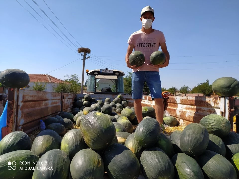 Sultanköy’ün Kara Kavunu Piyasada…